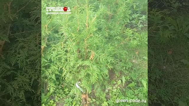 Туя западная Брабант 40-60см смотреть онлайн