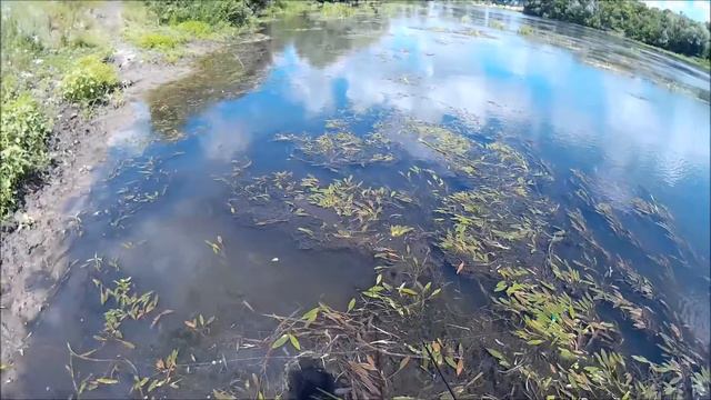 Зябликов ловит Видеоблог №44.Наши яй.. круче. Лягушки, проходимцы, слайды часть2 смотреть онлайн