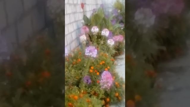 Мои клеомы смотреть онлайн