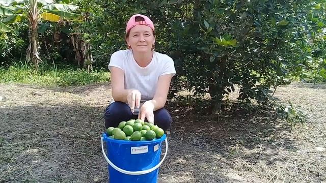 Сколько стоит мешок лайма? Или как белые зарабатывают в Эквадоре? смотреть онлайн