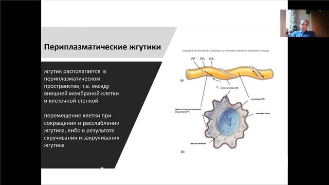 Лекция 1, Строение прокариотической клетки.