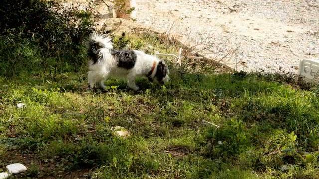 Жизнь собачья! Мика на прогулке.wmv