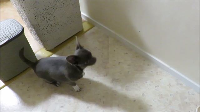 ????Обучение командам щенок Чихуахуа ????Маруся смотреть онлайн