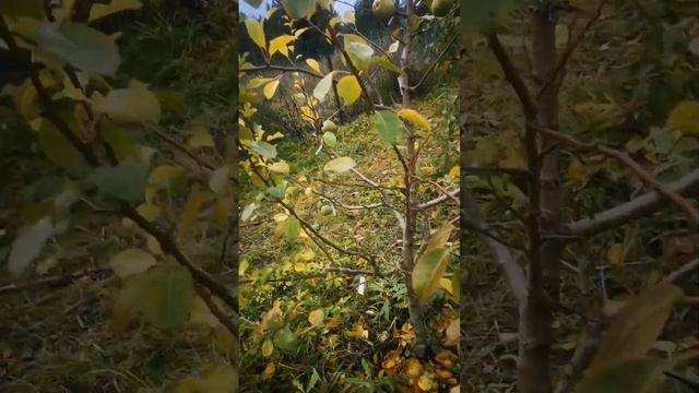 Сбор поздних сортов груш смотреть онлайн