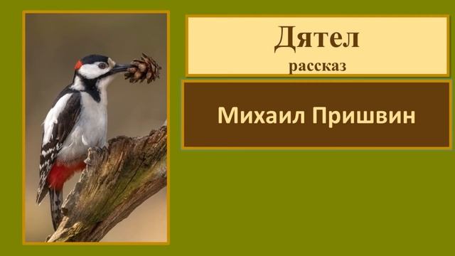 Михаил Пришвин "Дятел" смотреть онлайн