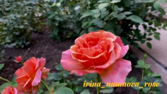 Роза ИЗИ ДАЗ ИТ. смотреть онлайн