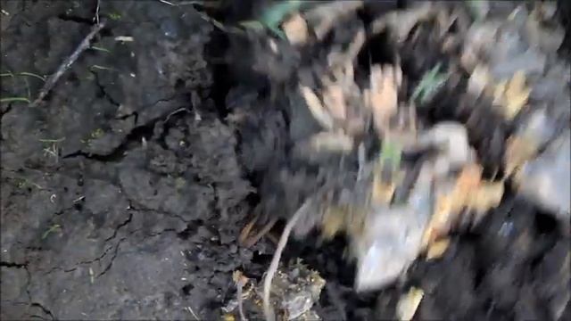 Борьба с бактериозом ирисов