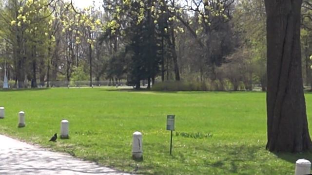 Маленькая трясогузка /Елагин остров /Прогулка смотреть онлайн