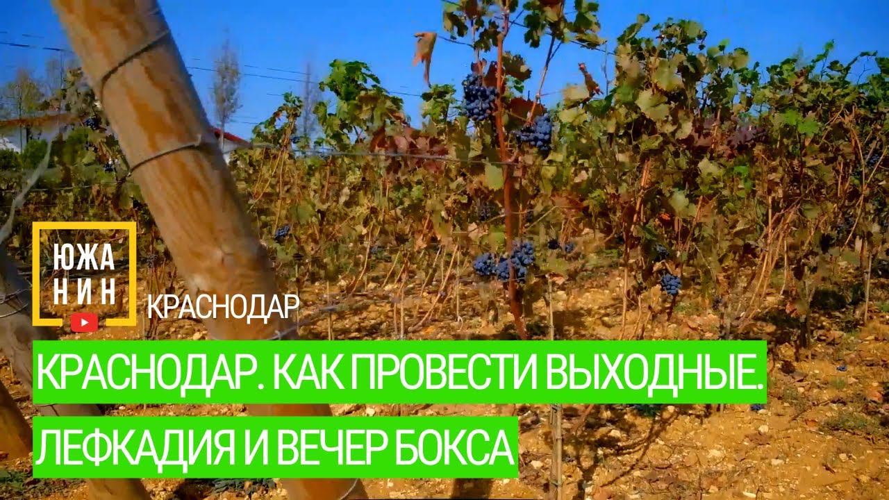 Краснодар. Как провести выходные. Лефкадия и вечер бокса смотреть онлайн