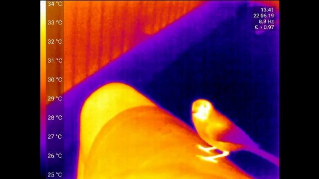 Great tit in infrared Seek Thermal Compact Pro смотреть онлайн