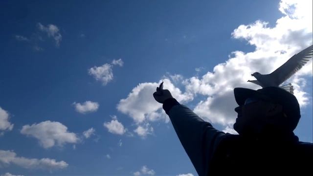 Бешеная чайка ест с руки! Черное море 2011 год! смотреть онлайн