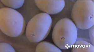 Вывод Индийских Бегунков прошёл отлично/ Новые жители нашего хозяйства