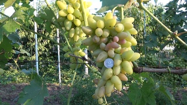 ГФ  винограда  Артек  2019