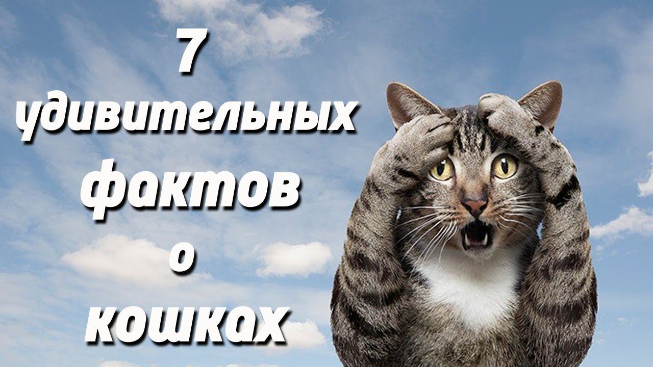 Слайд-шоу «7 удивительных фактов о кошках» смотреть онлайн