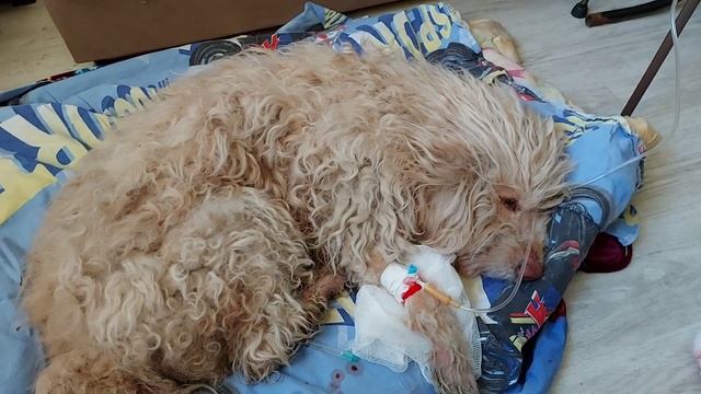 Нашли умирающую собаку. смотреть онлайн