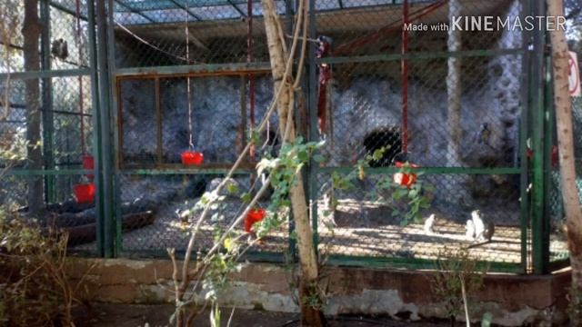 ANIMAL KUWAIT ZOO смотреть онлайн