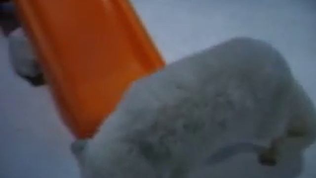 Полярная лиcа, или песец смотреть онлайн