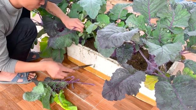 Growing Purple Kohlrabi in Styrofoam containers on the terrace, easy and delicious смотреть онлайн