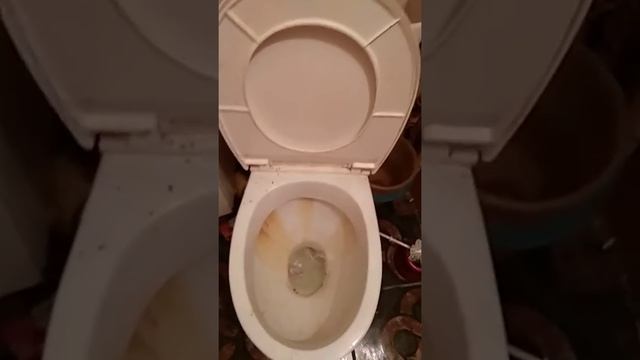 ШОК ОБЗОР НА ТУАЛЕТ смотреть онлайн