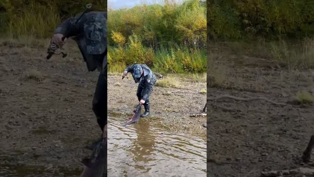 Ловля кижуча на воблер 80 мм (13 гр) от Mr. Musurok