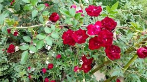 Алая клумба моего сада. (Роза Аустриана)