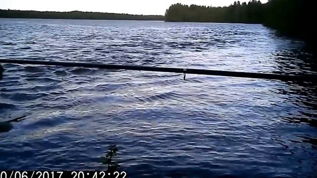 Наслаждаемся обществом гаги обыкновенной смотреть онлайн