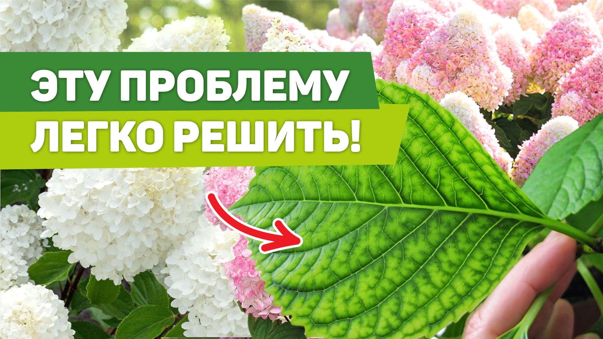 ХЛОРОЗ НА ГОРТЕНЗИЯХ. Решается быстро и просто смотреть онлайн
