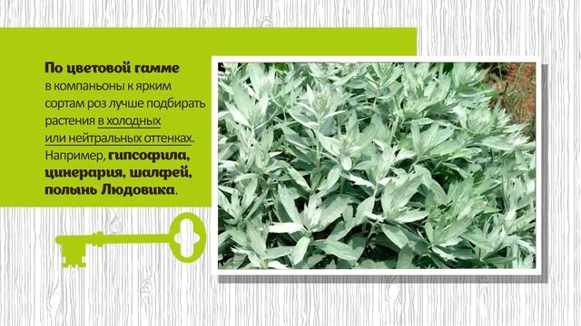 ПОСАДИТЕ ИХ РЯДОМ С РОЗАМИ. ЛУЧШИЕ СОСЕДИ ДЛЯ РОЗ смотреть онлайн