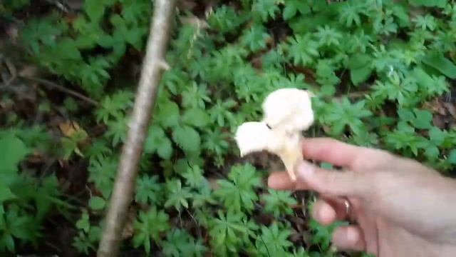 Первые грибы в этом году!!! Июль 2021г. смотреть онлайн