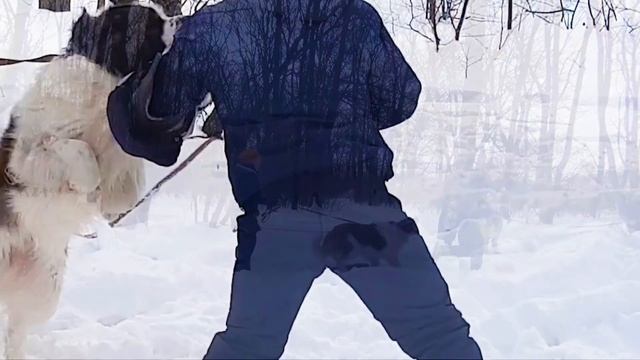 DogVlog. Полоса препятствий. Собака кусака. Московская сторожевая Булат Говорящая собака смотреть онлайн