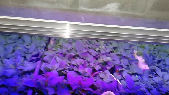 Как вырастить отличную рассаду!Мои выводы о фитолампах! смотреть онлайн