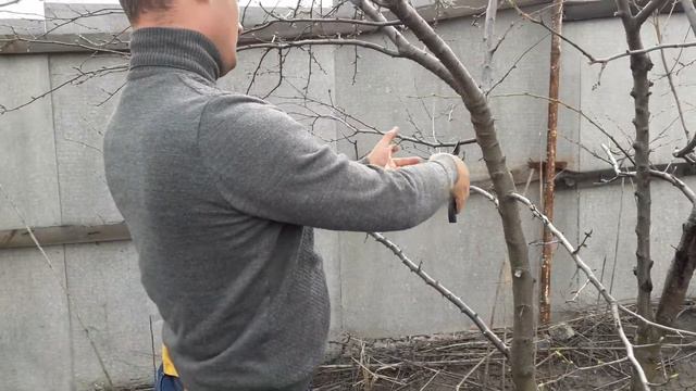 Обрезка сливы. Часть 2 смотреть онлайн