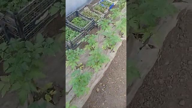 Томат в теплице 2022.Гибрид Мей шуай f1 смотреть онлайн