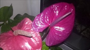 Сортовые антуриумы в коллекции у нашего администратора группы. Часть 1