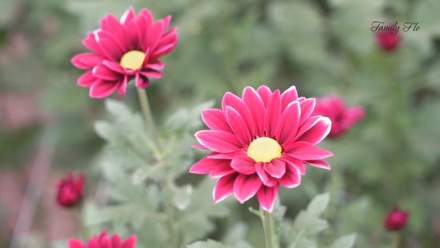 Хризантема 2022. Начало сезона смотреть онлайн