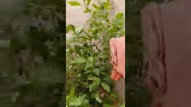 Anjali Mathur 's Hobby