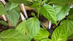 Перевалка рассады перцев в большой объём грунта.