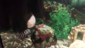 Размножение чернополосых цихлид!!