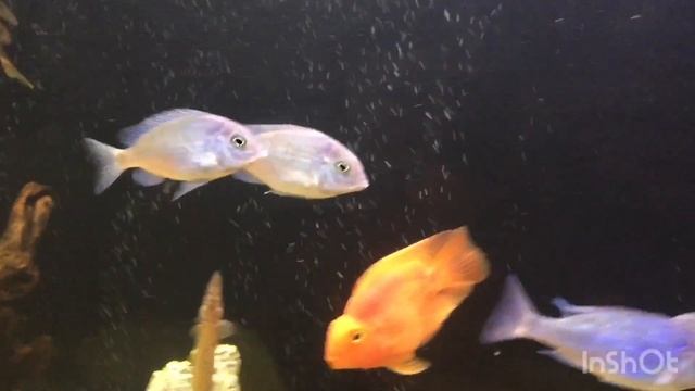 Новые рыбы в аквариуме, отдаю рыб подписчикам/New fish in the aquarium смотреть онлайн