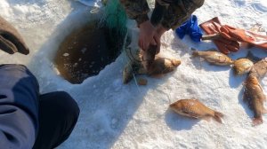 ондатра набросилась на рыбаков и давай их кусать .