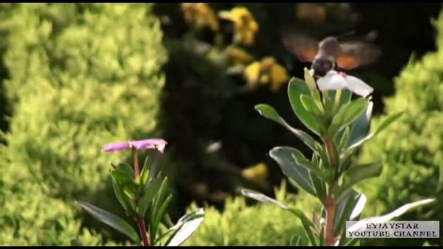 Hummingbird in Armenia? Колибри в Армении? смотреть онлайн