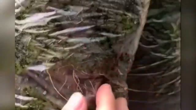 Необычный способ выращивания моркови🥕 смотреть онлайн