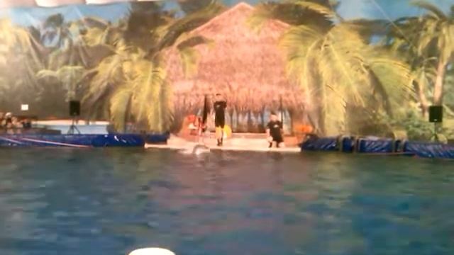 дельфины и обруч dolphins and hoop смотреть онлайн