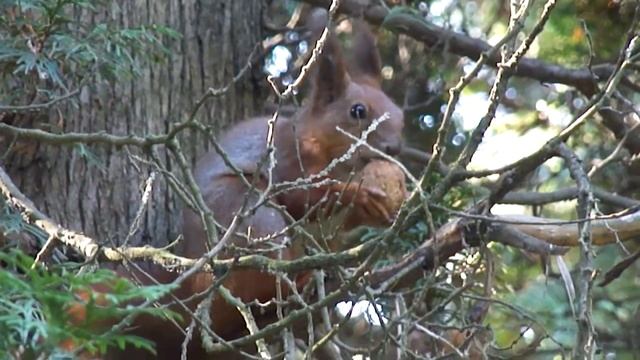 Белка грызет грецкий орех 20.10.11 смотреть онлайн