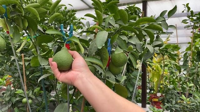 Что делать если плодов много и они ломают ветки смотреть онлайн