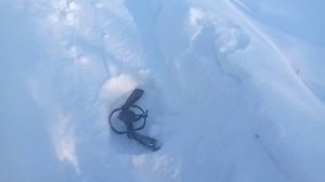 Охота на лису капканами возле дома!