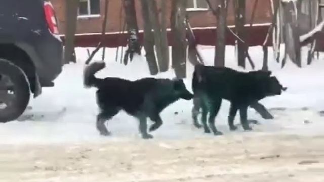 В Подольске заметили зеленых собак. Серьезно. смотреть онлайн