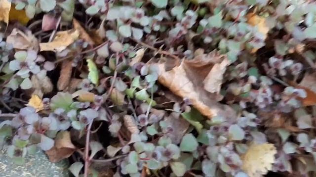 Роза АСПИРИН в цвету после заморозков в Подмосковье . смотреть онлайн