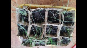 Декоративная трава Овсяница / выращивание из семян