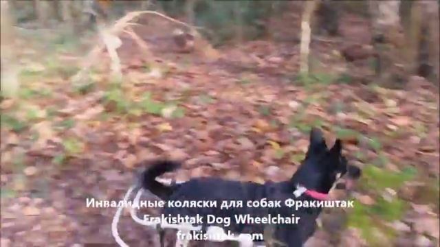 Собака Лола на колесах Фракиштак смотреть онлайн